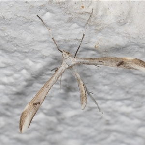 Platyptilia celidotus at Melba, ACT - 20 Sep 2024 10:06 PM