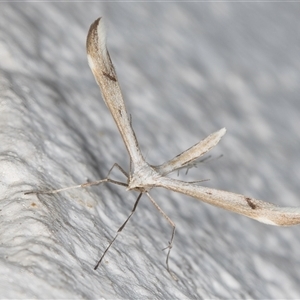 Platyptilia celidotus at Melba, ACT - 20 Sep 2024