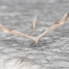 Platyptilia celidotus at Melba, ACT - 20 Sep 2024