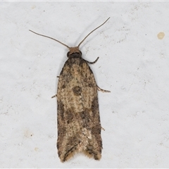 Constrictana catharia (A Leafroller moth (Tortricinae) at Melba, ACT - 21 Sep 2024 by kasiaaus