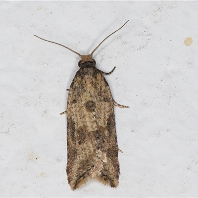 Constrictana catharia (A Leafroller moth (Tortricinae) at Melba, ACT - 21 Sep 2024 by kasiaaus