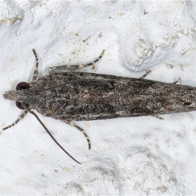 Holocola phaeoscia (Olethreutinae) at Melba, ACT - 21 Sep 2024 by kasiaaus
