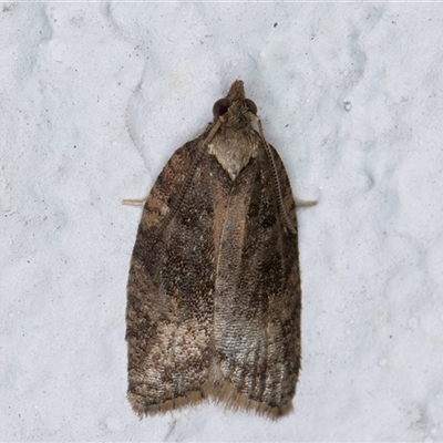 Tarachota mersana (A Tortricid moth (Tortricinae) at Melba, ACT - 21 Sep 2024 by kasiaaus