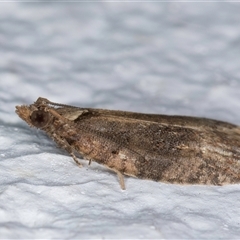 Tarachota mersana at Melba, ACT - 21 Sep 2024