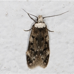 Endrosis sarcitrella (White-shouldered House Moth) at Melba, ACT - 21 Sep 2024 by kasiaaus