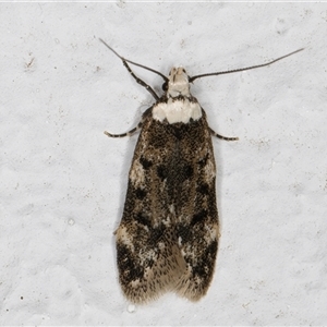 Endrosis sarcitrella at Melba, ACT - 21 Sep 2024