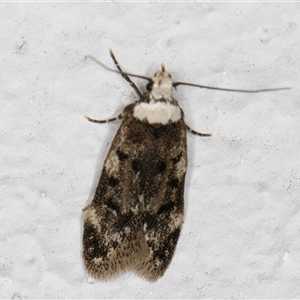 Endrosis sarcitrella at Melba, ACT - 21 Sep 2024