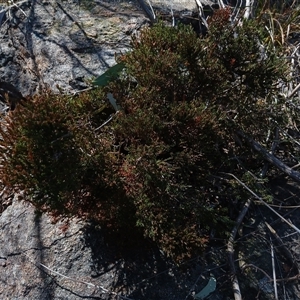 Dillwynia sericea at Cooma, NSW - 22 Sep 2024