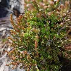 Dillwynia sericea at Cooma, NSW - 22 Sep 2024 10:20 AM