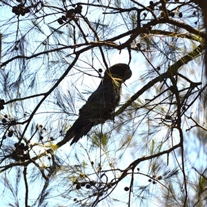 Calyptorhynchus lathami lathami at Nelson, NSW - suppressed