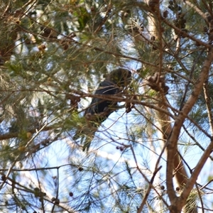 Calyptorhynchus lathami lathami at Nelson, NSW - suppressed