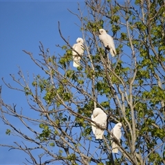 Cacatua sanguinea (Little Corella) at Bodalla, NSW - 18 Sep 2024 by plants