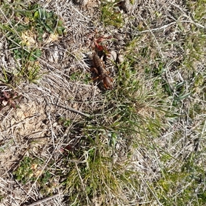 Gryllotalpa sp. (genus) at Rendezvous Creek, ACT - 21 Sep 2024 11:27 AM