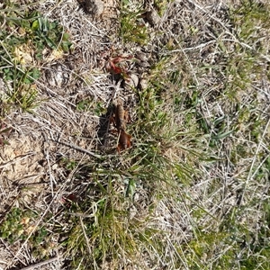 Gryllotalpa sp. (genus) at Rendezvous Creek, ACT - 21 Sep 2024 11:27 AM