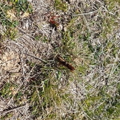 Gryllotalpa sp. (genus) at Rendezvous Creek, ACT - 21 Sep 2024 11:27 AM