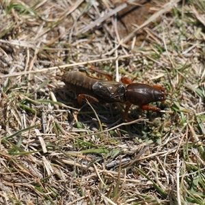 Gryllotalpa sp. (genus) at Rendezvous Creek, ACT - 21 Sep 2024 11:27 AM