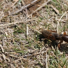 Gryllotalpa sp. (genus) at Rendezvous Creek, ACT - 21 Sep 2024 11:27 AM