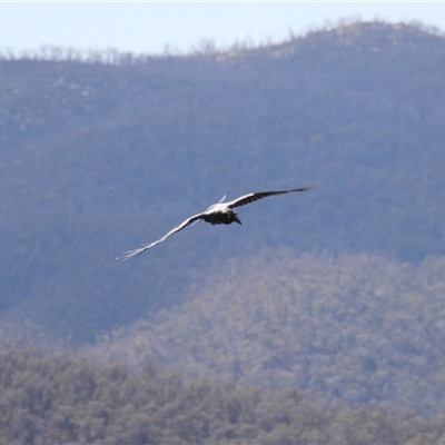 Corvus coronoides (Australian Raven) at Rendezvous Creek, ACT - 21 Sep 2024 by VanceLawrence