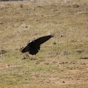 Corvus coronoides at Rendezvous Creek, ACT - 21 Sep 2024