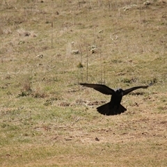 Corvus coronoides at Rendezvous Creek, ACT - 21 Sep 2024