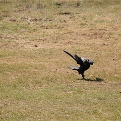 Corvus coronoides at Rendezvous Creek, ACT - 21 Sep 2024