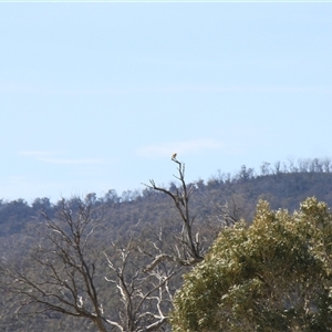 Falco cenchroides at Rendezvous Creek, ACT - 21 Sep 2024 11:10 AM