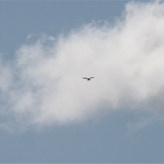 Falco cenchroides at Rendezvous Creek, ACT - 21 Sep 2024