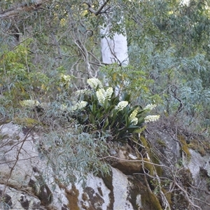 Thelychiton speciosa at Cathcart, NSW - 19 Sep 2024