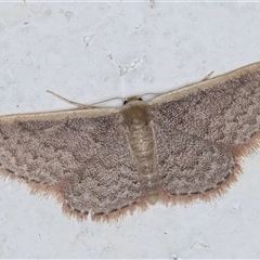 Idaea inversata (Purple Wave) at Melba, ACT - 21 Sep 2024 by kasiaaus