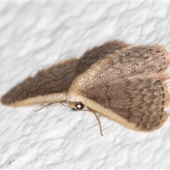 Idaea inversata at Melba, ACT - 21 Sep 2024 08:20 PM