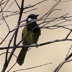 Nesoptilotis leucotis (White-eared Honeyeater) at Rendezvous Creek, ACT - 21 Sep 2024 by JimL