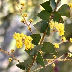 Acacia pravissima (Wedge-leaved Wattle, Ovens Wattle) at Booth, ACT - 20 Sep 2024 by JimL