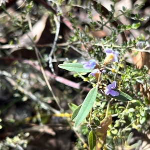 Hovea heterophylla at Booth, ACT - 21 Sep 2024 09:28 AM