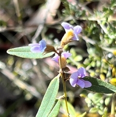 Hovea heterophylla at Booth, ACT - 21 Sep 2024 09:28 AM