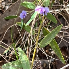 Hovea heterophylla at Booth, ACT - 21 Sep 2024 09:28 AM