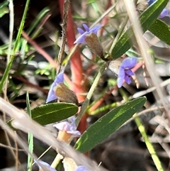 Hovea heterophylla at Booth, ACT - 21 Sep 2024 09:28 AM