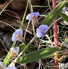 Hovea heterophylla at Booth, ACT - 21 Sep 2024 09:28 AM