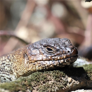 Egernia cunninghami at Rendezvous Creek, ACT - 21 Sep 2024