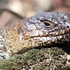 Egernia cunninghami at Rendezvous Creek, ACT - 21 Sep 2024