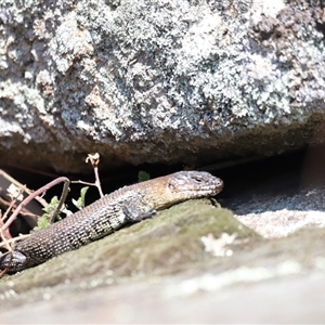 Egernia cunninghami at Rendezvous Creek, ACT - 21 Sep 2024