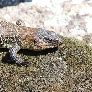 Egernia cunninghami at Rendezvous Creek, ACT - suppressed