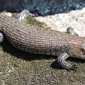 Egernia cunninghami at Rendezvous Creek, ACT - 21 Sep 2024