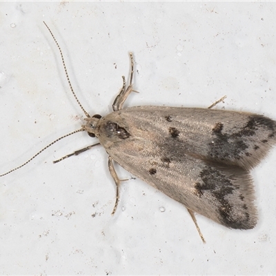 Compsotropha strophiella (A Concealer moth (Wingia group)) at Melba, ACT - 21 Sep 2024 by kasiaaus