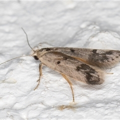 Compsotropha strophiella at Melba, ACT - 21 Sep 2024 08:24 PM