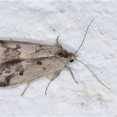 Compsotropha strophiella at Melba, ACT - 21 Sep 2024 08:24 PM