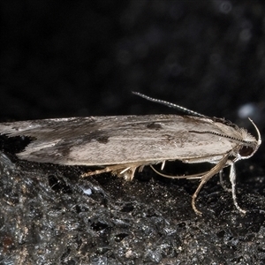 Compsotropha strophiella at Melba, ACT - 21 Sep 2024 08:24 PM