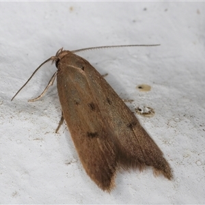 Tachystola acroxantha at Melba, ACT - 21 Sep 2024