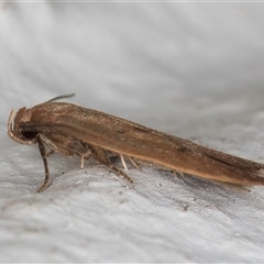 Tachystola acroxantha at Melba, ACT - 21 Sep 2024