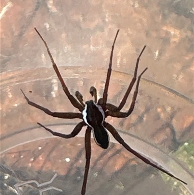 Dolomedes (genus) (Fishing spider) at Cooma, NSW - 22 Sep 2024 by jackfrench