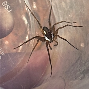 Dolomedes sp. (genus) at Cooma, NSW - suppressed